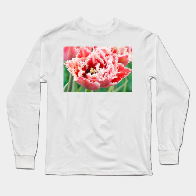 Tulipa  &#39;Brest&#39;   Fringed Group  Tulip Long Sleeve T-Shirt by chrisburrows